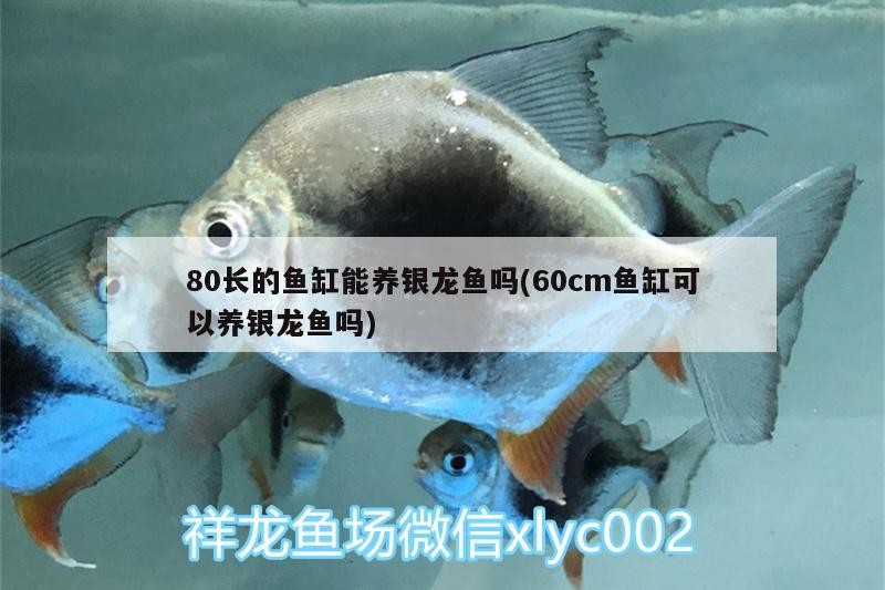 80長的魚缸能養銀龍魚嗎(60cm魚缸可以養銀龍魚嗎)