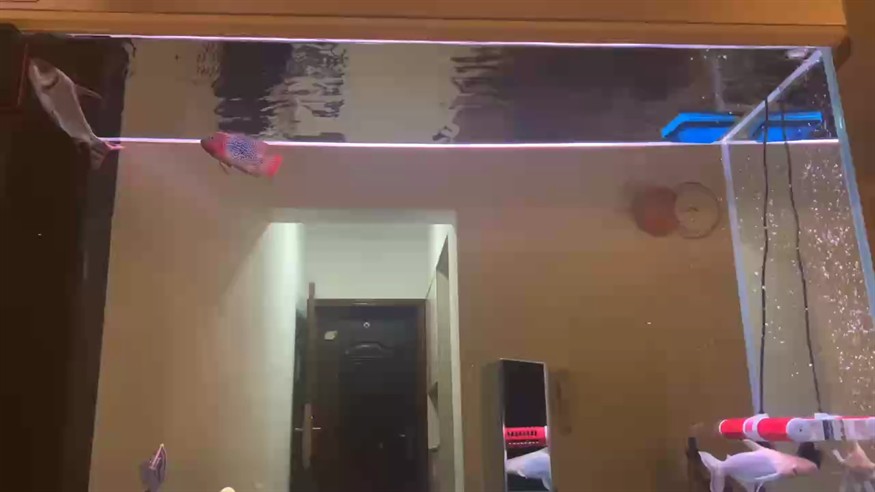一周后的狀態