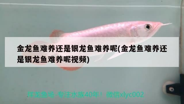 金龍魚難養(yǎng)還是銀龍魚難養(yǎng)呢(金龍魚難養(yǎng)還是銀龍魚難養(yǎng)呢視頻)