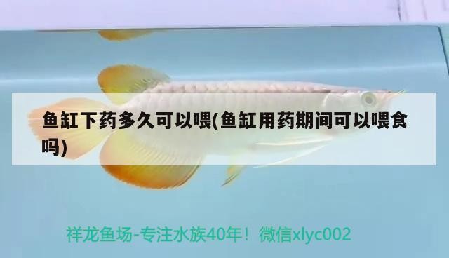 老虎魚怎么養？，老虎魚怎么養大型南美慈鯛魚的種類老虎魚怎么養老虎魚