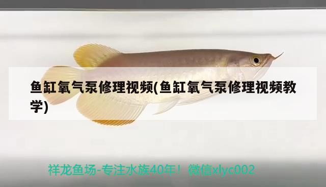 老虎魚怎么養？，老虎魚怎么養大型南美慈鯛魚的種類老虎魚怎么養老虎魚