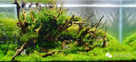 白色石頭魚(yú)缸造景圖：關(guān)于白色石頭魚(yú)缸造景的一些相關(guān)信息