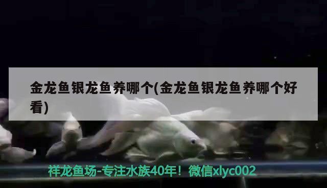 金龍魚銀龍魚養哪個(金龍魚銀龍魚養哪個好看)