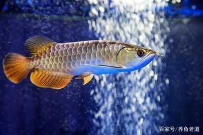 紅龍魚缸用什么顏色燈光好呢圖片（紅龍魚缸用什么顏色燈光好呢圖片大全）