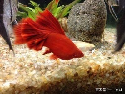 北方魚缸幾月開加熱棒：北方魚缸開啟加熱棒具體時間主要取決于兩個因素