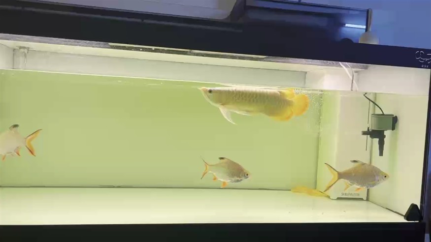 造一下浪。