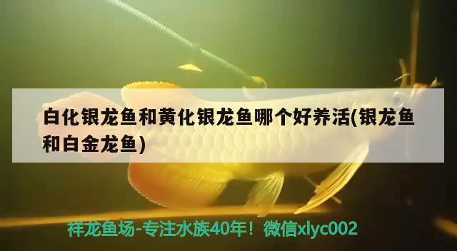 白化銀龍魚和黃化銀龍魚哪個好養活(銀龍魚和白金龍魚)