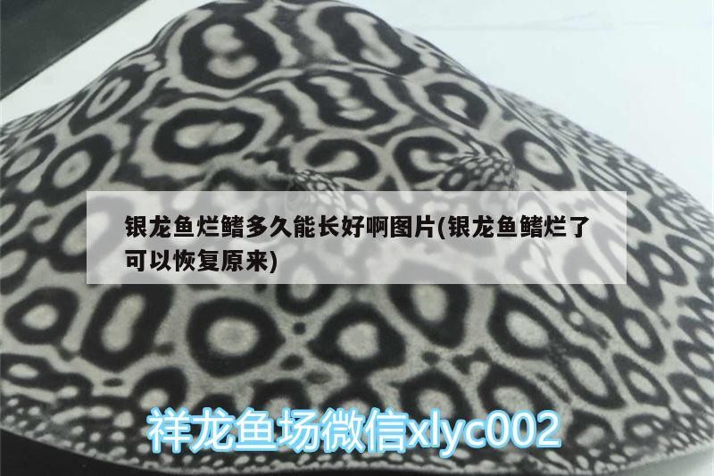 銀龍魚爛鰭多久能長好啊圖片(銀龍魚鰭爛了可以恢復原來)