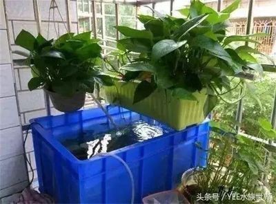 玻璃圓形魚缸怎么放綠植：在玻璃圓形魚缸中放置綠植需要考慮到植物的后期維護和注意事項