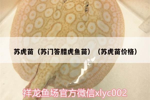 蘇虎苗（蘇門答臘虎魚苗）（蘇虎苗價格）