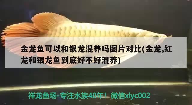 金龍魚可以和銀龍混養嗎圖片對比(金龍,紅龍和銀龍魚到底好不好混養)