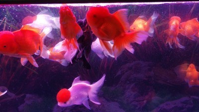 龍魚虎魚喂食注意事項（龍魚虎魚喂食注意事項視頻）