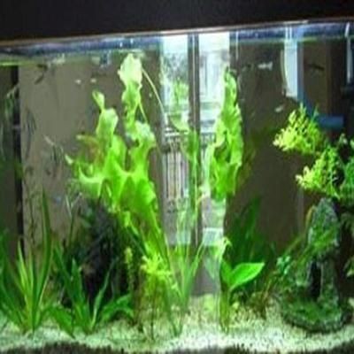 銀龍魚喂食后多久會吃完，如何判斷銀龍魚是否吃飽？ 銀龍魚喂食后多久會吃完，如何判斷銀龍魚是否吃飽？ 龍魚百科 第1張