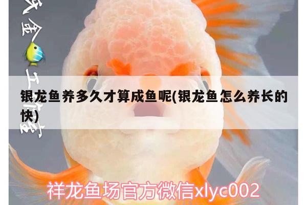 銀龍魚養多久才算成魚呢(銀龍魚怎么養長的快)