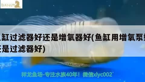 魚缸過濾器好還是增氧器好(魚缸用增氧泵好還是過濾器好) 魚缸過濾器好還是增氧器好(魚缸用增氧泵好還是過濾器好) 銀龍魚百科