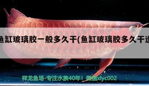 龍魚爛尾最簡單三個原因，詳解龍魚爛尾的最簡單三個原因及應對方案 龍魚爛尾最簡單三個原因，詳解龍魚爛尾的最簡單三個原因及應對方案 龍魚百科 第2張