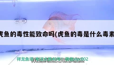 虎魚的毒性能致命嗎(虎魚的毒是什么毒素)
