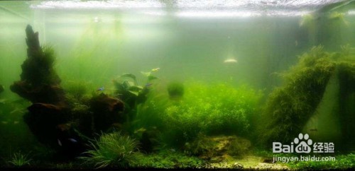 龍魚虎魚紋身（龍魚虎魚紋身圖片）