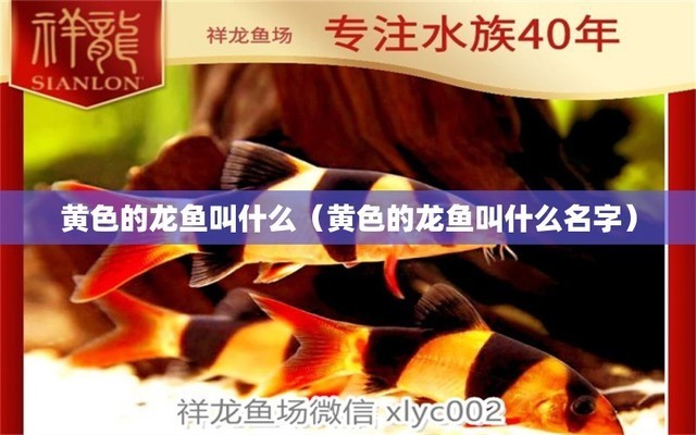 紅龍魚要用什么燈管1.5米的燈好（紅龍魚要用什么燈管1.5米的燈好看） 紅龍魚要用什么燈管1.5米的燈好（紅龍魚要用什么燈管1.5米的燈好看） 紅龍魚百科