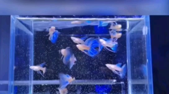 轉(zhuǎn)發(fā)154 轉(zhuǎn)發(fā)154 龍魚論壇