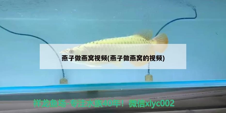 泰國虎魚和泰北虎魚的區別，印尼虎魚和泰國虎魚的區別