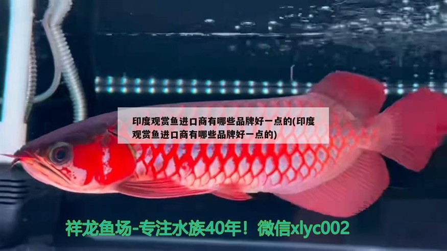 泰國虎魚和泰北虎魚的區別，印尼虎魚和泰國虎魚的區別
