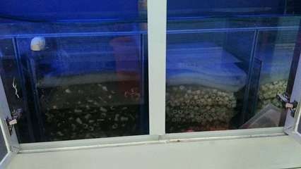 出售低價魚缸騙局案例：關于出售低價魚缸的騙局案例，我從搜索結果中找到了一些提醒