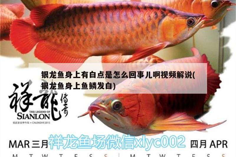 銀龍魚身上有白點是怎么回事兒啊視頻解說(銀龍魚身上魚鱗發白) 銀龍魚身上有白點是怎么回事兒啊視頻解說(銀龍魚身上魚鱗發白) 銀龍魚百科
