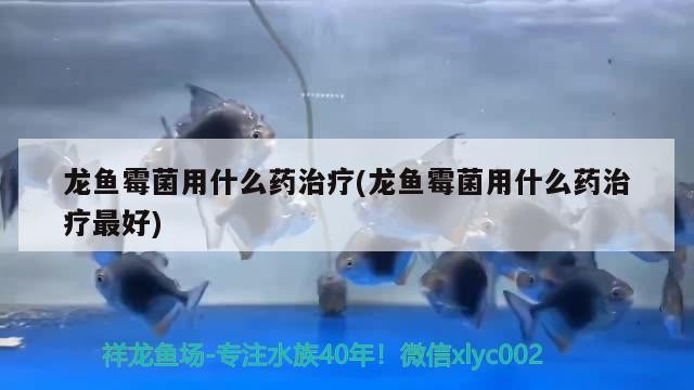 虎魚能跟龍魚混養嗎？（虎魚可以跟龍魚混養嗎？）