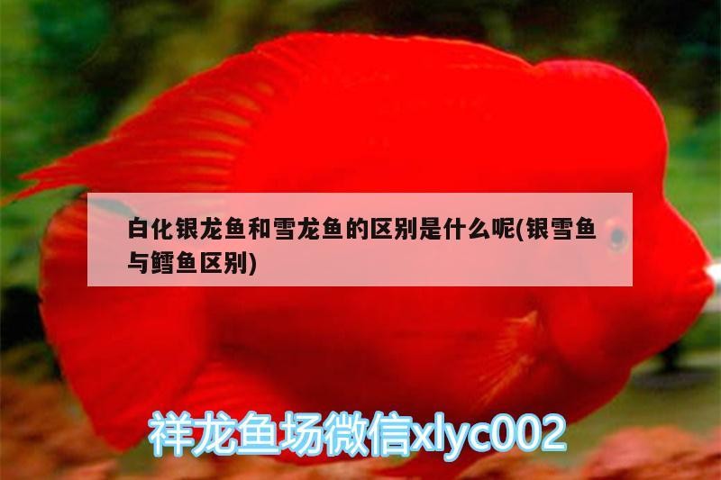 白化銀龍魚和雪龍魚的區別是什么呢(銀雪魚與鱈魚區別) 白化銀龍魚和雪龍魚的區別是什么呢(銀雪魚與鱈魚區別) 銀龍魚百科