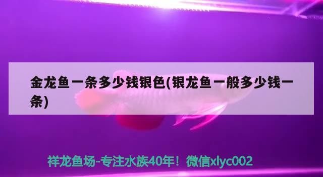金龍魚一條多少錢銀色(銀龍魚一般多少錢一條) 金龍魚一條多少錢銀色(銀龍魚一般多少錢一條) 銀龍魚百科
