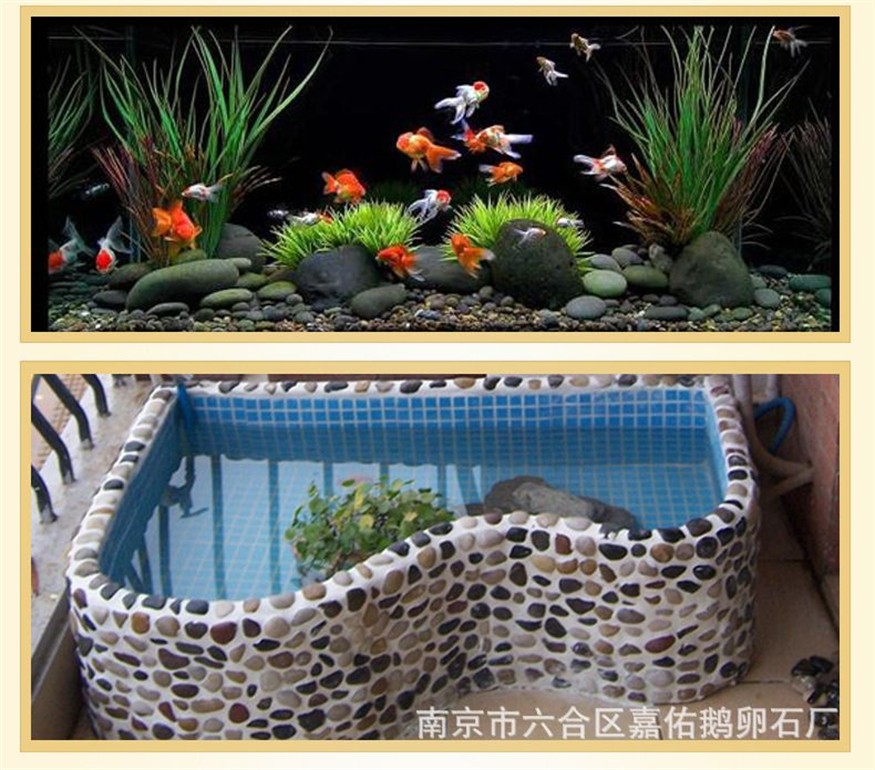 鵝卵石魚缸布景圖：關于鵝卵石魚缸布景的一些相關信息