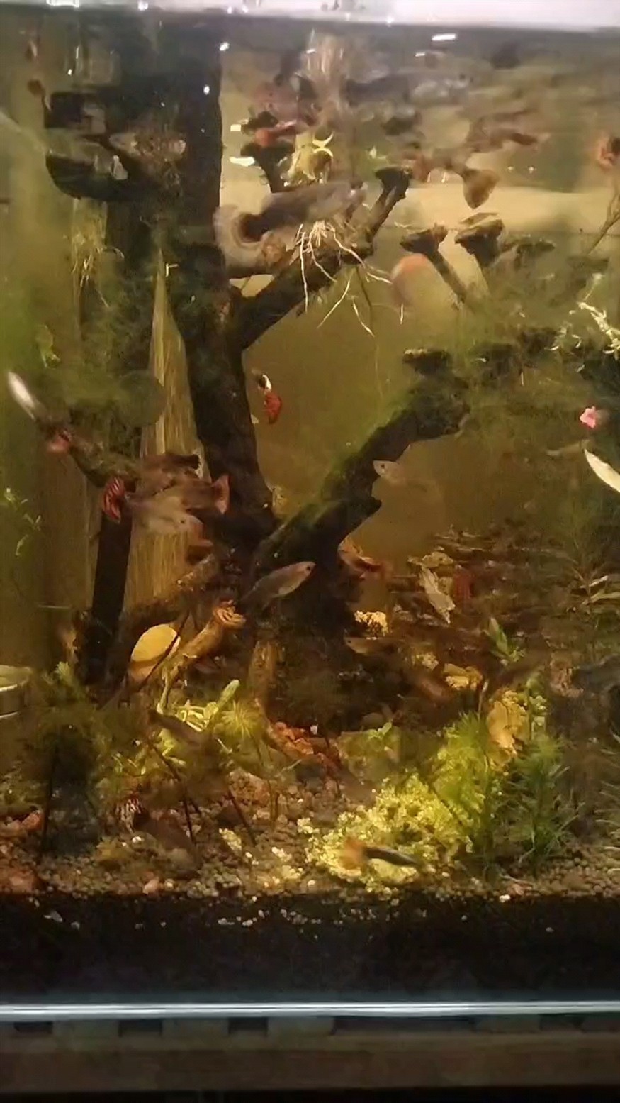 群魔亂舞 群魔亂舞 龍魚論壇