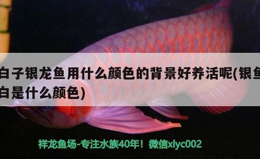 白子銀龍魚用什么顏色的背景好養活呢(銀魚白是什么顏色)