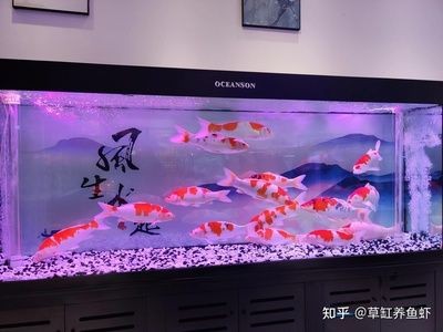 大魚缸需要增氧嗎：魚缸中的魚缸增氧泵需要足夠的氧氣才能維持生命活動