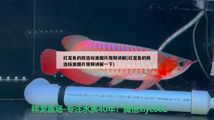 紅龍魚的挑選標準圖片視頻講解(紅龍魚的挑選標準圖片視頻講解一下)