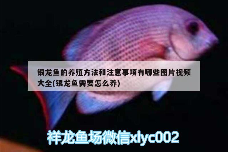 銀龍魚的養(yǎng)殖方法和注意事項(xiàng)有哪些圖片視頻大全(銀龍魚需要怎么養(yǎng))