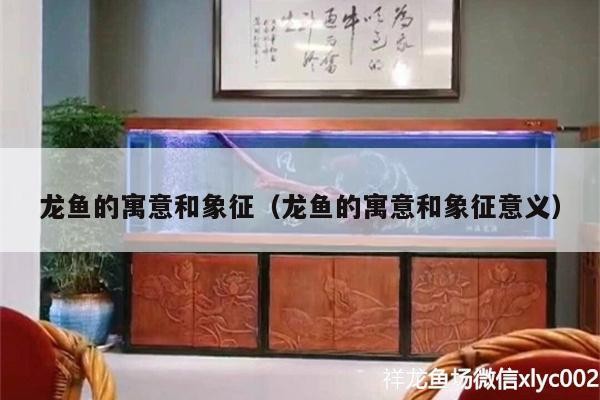 龍魚的寓意和象征（龍魚的寓意和象征意義） 龍魚的寓意和象征（龍魚的寓意和象征意義） 虎魚百科