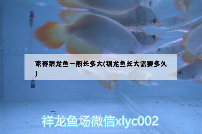 家養(yǎng)銀龍魚一般長多大(銀龍魚長大需要多久)