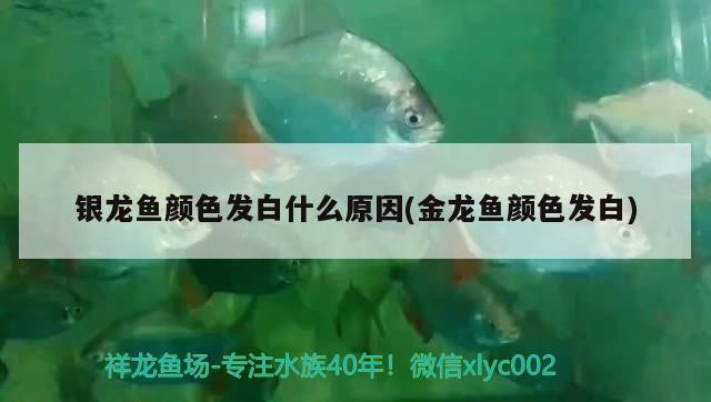 銀龍魚顏色發白什么原因(金龍魚顏色發白) 銀龍魚顏色發白什么原因(金龍魚顏色發白) 銀龍魚百科