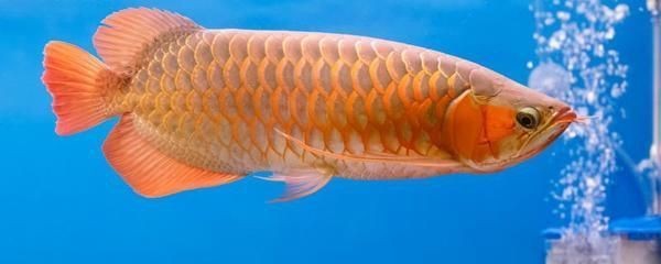 紅龍魚長幾年就不長了怎么回事呀（紅龍魚長幾年就不長了怎么回事呀視頻）