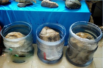 純凈水桶制作魚缸：純凈水桶制作魚缸的一般步驟