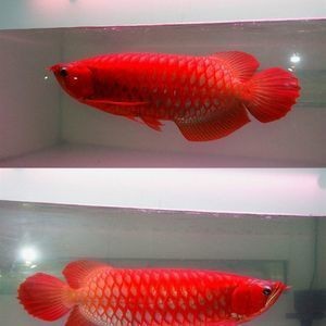 金龍魚苗多久能長大