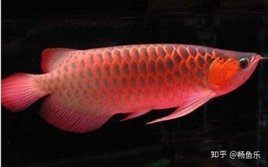 紅龍魚有什么用處和功效