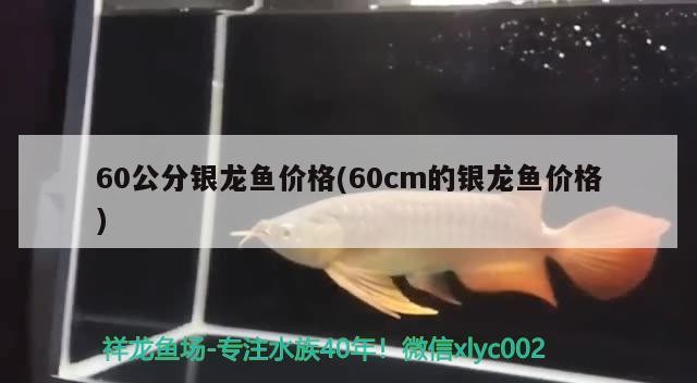 60公分銀龍魚價格(60cm的銀龍魚價格)