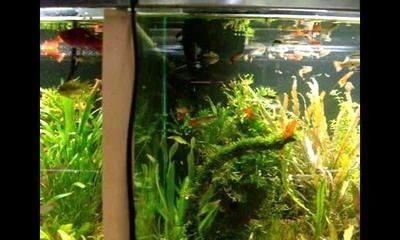 紅龍魚品牌排行榜前十名有哪些呢（紅龍魚品牌排行榜前十名有哪些呢圖片）