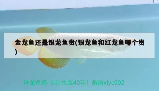 金龍魚還是銀龍魚貴(銀龍魚和紅龍魚哪個貴)