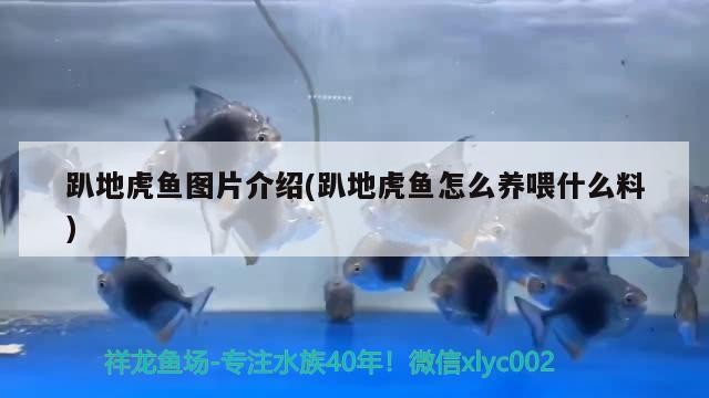 趴地虎魚圖片介紹(趴地虎魚怎么養喂什么料) 趴地虎魚圖片介紹(趴地虎魚怎么養喂什么料) 虎魚百科