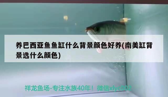 泰國虎魚價格為什么降不下來：泰國虎魚哪里有賣的