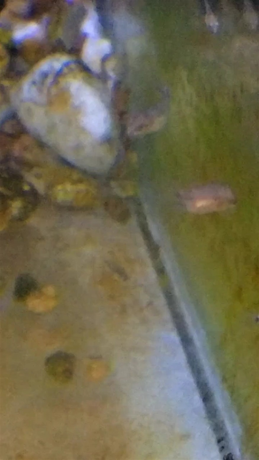 白化德州豹 白化德州豹 龍魚論壇